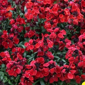 Wallflower Sugar Rush Red Seeds