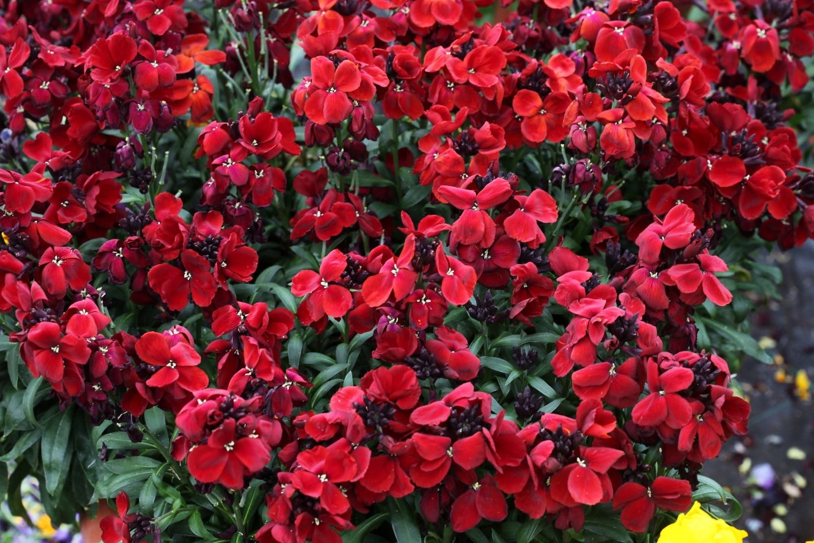 Wallflower_Sugar_Rush_Red_comp_3cf2a833-b929-49f4-83d0-108bc19f6e7d.jpg