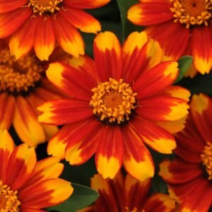 Zinnia Zahara Sunburst Seeds