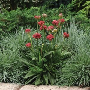 Armeria Ballerina Red Seeds