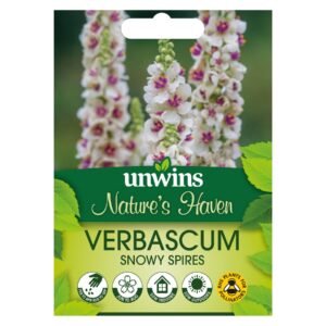 Unwins Flower Verbascum Snowy Spires - 30 Seeds