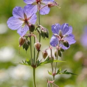 Wildflower Meadow Cranesbill Geranium pratense Seeds