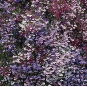 Lobelia Fountain Mix - Pelleted Seed Seeds