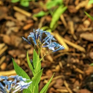 Amsonia orientalis Seeds