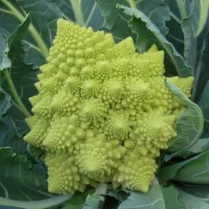 Organic Cauliflower Romanesco Veronica F1 Hybrid Seeds