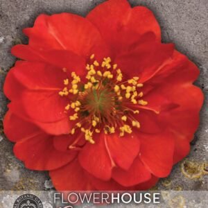 Thompson & Morgan Kew Flower Geum flore plena Blazing Sunset Rubbed - 35 Seeds