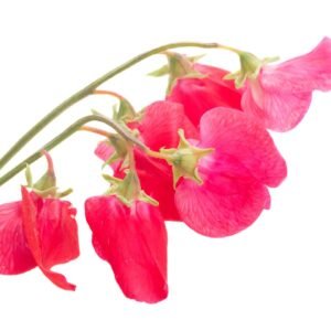 Sweet Pea Miss Willmott Seeds