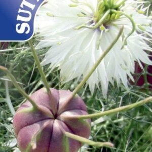 Sutton Seeds - Love-in-a-Mist Seeds - Albion Black Pod