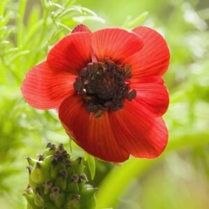 Adonis Annua - Pheasant's Eye Seeds