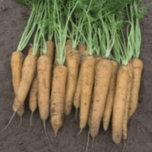Carrot  Yellowstone Seed