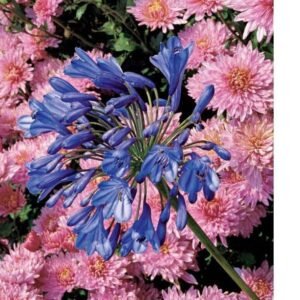 Agapanthus umbellatus Blue Seeds