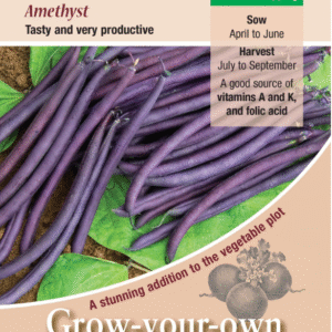 Kings Seeds Dwarf French Bean Amethyst Seeds