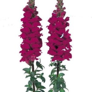 Antirrhinum Admiral Crimson F1 Hybrid Seeds