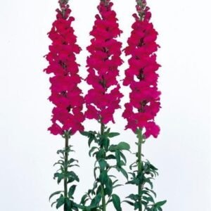 Antirrhinum Admiral Purple F1 Hybrid Seeds