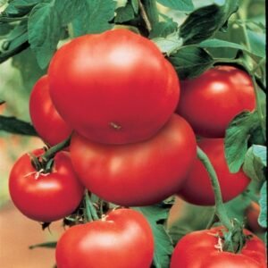 Tomato Bush Steak F1 Hybrid Seeds