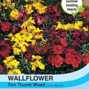 Thompson & Morgan Wallflower Tom Thumb 200 Seed