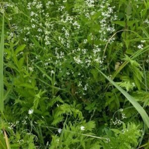 Wild Flower Marsh Bedstraw Galium palustre Seeds