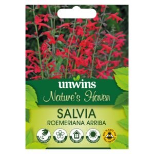Unwins Flower Salvia roemeriana Arriba - 20 Seeds
