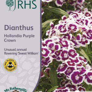 Mr Fothergills - RHS - Flower - Dianthus - Hollandia Purple Crown - 100 Seeds