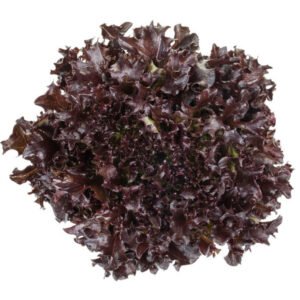 Lettuce Salanova Knox Crisp Frisee Barbex RZ Seeds