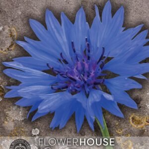 Thompson & Morgan Flower Cornflower Centaurea cyanus Blue Boy - 400 Seeds