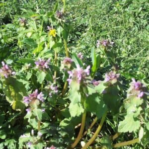 Wild Flower Red Deadnettle Lamium purpureum Seeds