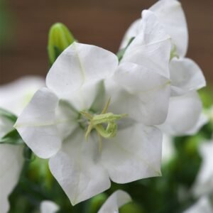 Campanula Takion White F1 Hybrid Pelleted Seeds