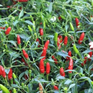 Chilli Pepper Hot Birds Eye Seeds