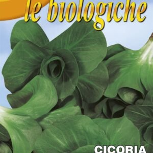 Franchi Organic BIOB40/2 Chicory Grumolo Verde Seeds