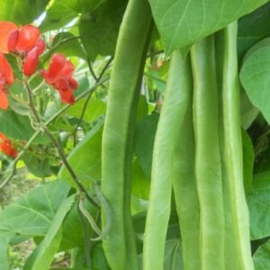 Runner Bean Benchmaster Seed