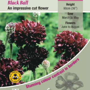 Kings Seeds Cornflower Black Ball 300 Seed