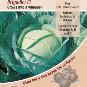 Kings Seeds Cabbage Brigadier F1 Seeds