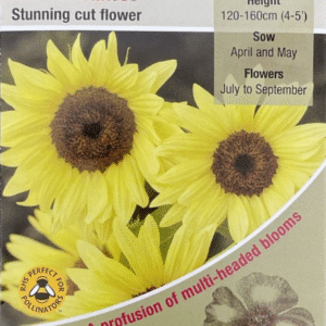 Kings Seeds Sunflower Buttercream F1 - 25 Seeds