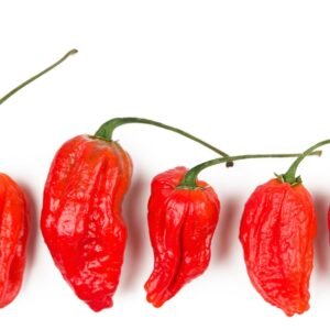 Chilli Pepper Hot Naga Morich Seeds