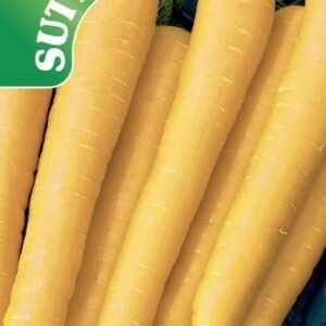 Sutton Seeds - Carrot Seeds - F1 Gold Nugget