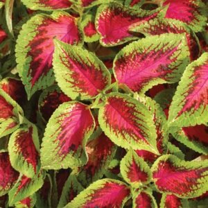 Coleus Watermelon Pelleted Seeds