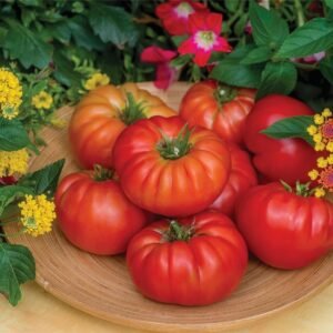 Tomato Bountiful F1 Hybrid Seeds