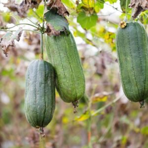 Luffa cylindrica Loofah Seeds