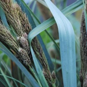 Carex chathamica Seeds