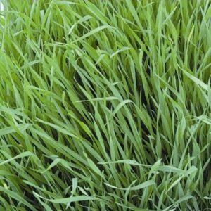 Organic Annual Ryegrass Westerwold Seeds