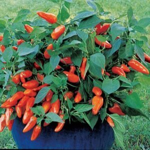 Pepper (Sweet) Sweet Tangerine Dream Seeds