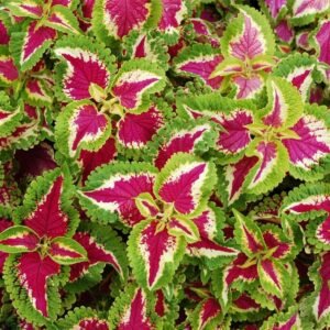 Coleus Wizard Rose Seeds