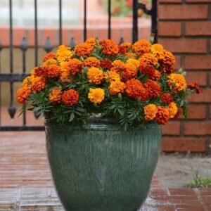 French Marigold Fireball Seeds