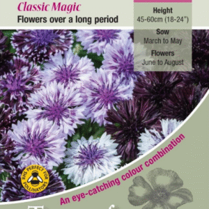 Kings Seeds Cornflower Classic Magic 100 Seed