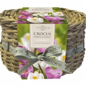Taylors Indoor Crocus Wicker Basket 10 White and Purple Bulbs