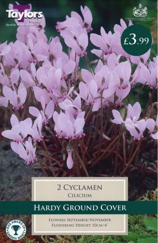 cyclamen.jpg