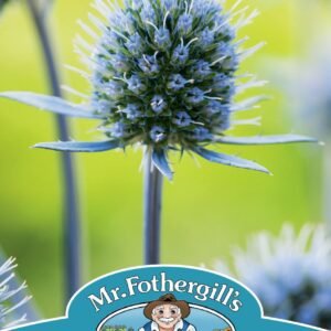 Mr Fothergills - Flower - Eryngium - Planum - 100 Seeds
