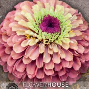 Thompson & Morgan Kew Flower Zinnia elegans Queen Red Lime - 20 Seeds