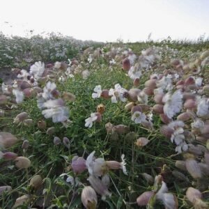 Wild Flower Sea Campion Silene uniflora Seeds