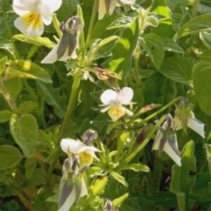 Wild Flower Field Pansy Viola arvensis Seeds